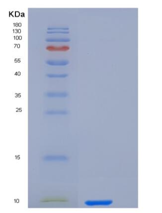 Recombinant Human IL-8 / CXCL8 Protein (aa 28-99).