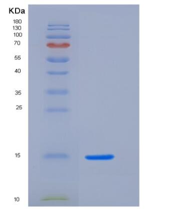 Recombinant Human BST2 Protein (His Tag)