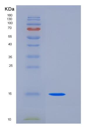 Recombinant Human CD82 / KAI-1 Protein (His tag)