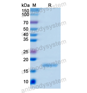 Recombinant Human GIP, N-His