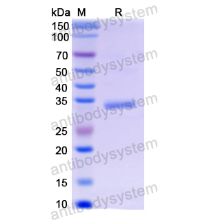 Recombinant Human NPS, N-GST