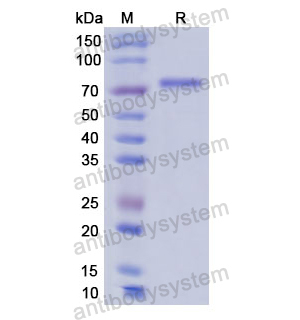 Recombinant Human HSPA1A, N-His