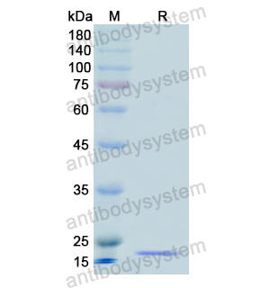 Recombinant Human SRGN, N-His