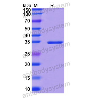 Recombinant Human CCL3/MIP-1-alpha, N-GST