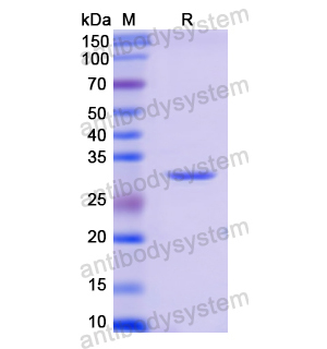 Recombinant Human MYB, N-His