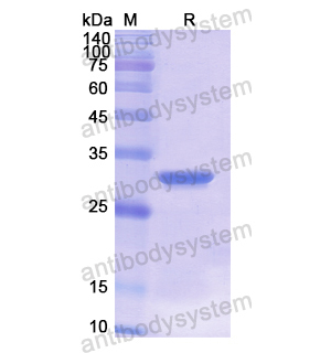 Recombinant Human HLA-C, N-His