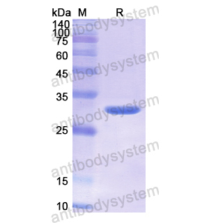 Recombinant Human SAG, N-His