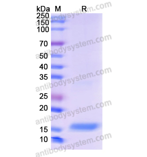 Recombinant Human TGFB3, N-His