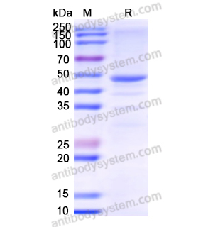 Recombinant Human CTSA, N-GST