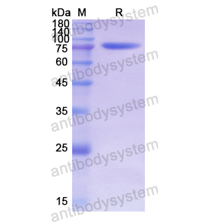 Recombinant Human MAPT/Tau/PHF-tau, C-His