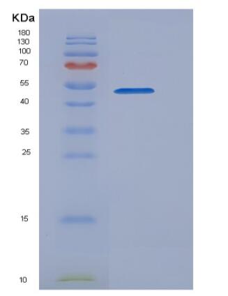 Recombinant Human CDC42 / G25K Protein (GST tag)