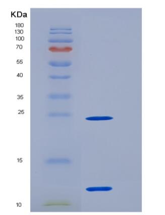 Recombinant Human S100A11 / S100C Protein