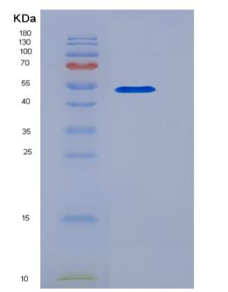 Recombinant Mouse HMGB1 / HMG1 Protein (Fc tag)