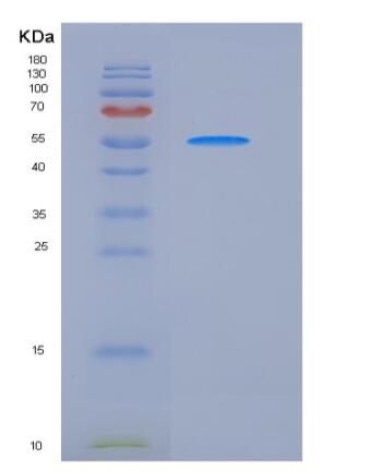 Recombinant Human / MCSF Receptor / CD115 Protein