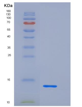 Recombinant Mouse CD83 Protein (His Tag)