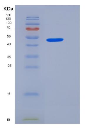 Recombinant Rat JAM-A / F11R Protein (Fc tag)