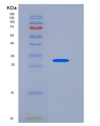 Recombinant Human Fc Receptor-Like Protein 1 Protein