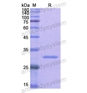 Recombinant Human GHR, N-His