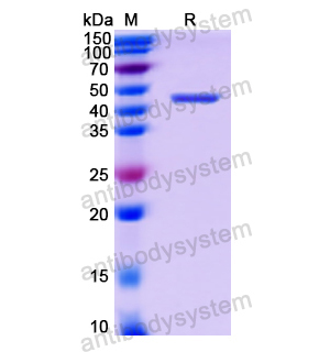 Recombinant Human CD331/FGFR1, N-His