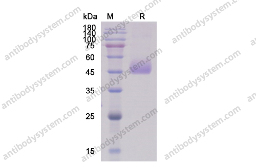 Recombinant Human CD331/FGFR1, C-His