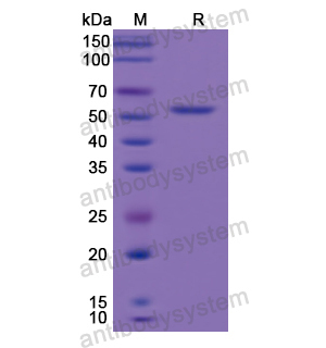 Recombinant Human PC, N-His