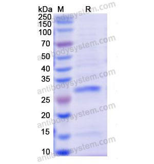 Recombinant Human DMD, N-His