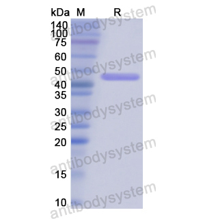 Recombinant Human SFTPC, N-GST