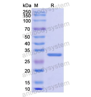 Recombinant Human ODC1, N-His