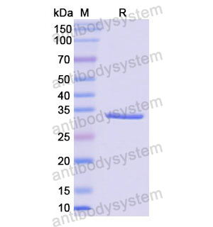 Recombinant Human F5, N-His