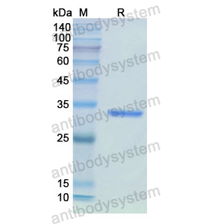 Recombinant Human IMPDH2, N-His