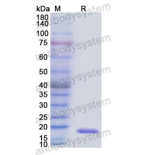 Recombinant Human ANXA3, N-His