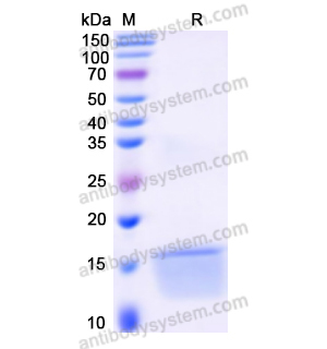 Recombinant Human BMP2, N-His