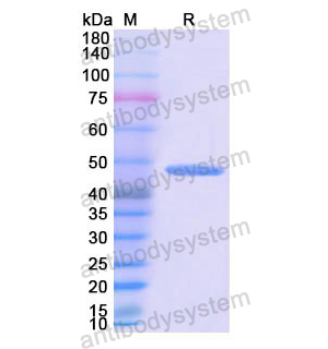 Recombinant Human BMP4, N-His