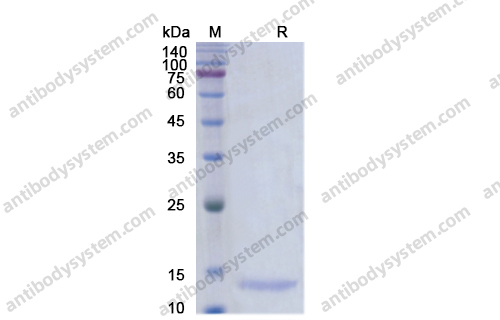 Recombinant Human BMP3/Osteogenin, N-His