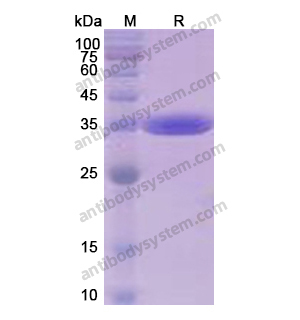 Recombinant Human CD324/CDH1, N-His