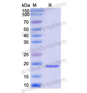 Recombinant Human IL7, C-His