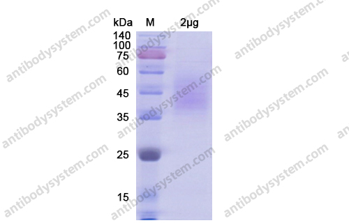 Recombinant Human CD102/ICAM2, C-His