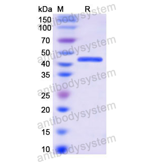 Recombinant Human EEF2, N-His