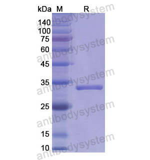 Recombinant Human CD66a/CEACAM1, N-His