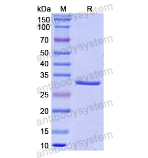 Recombinant Human CD142/F3/TF, N-His