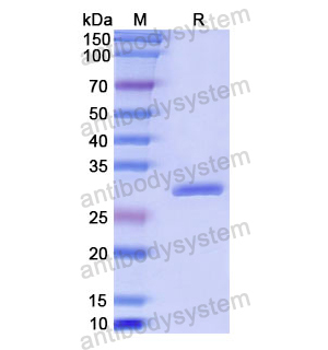 Recombinant Human PLS3, N-His