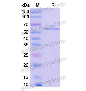 Recombinant Human CD62L/SELL, N-GST