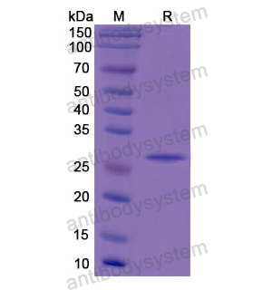 Recombinant Human FOLR2, N-His