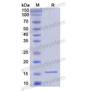 Recombinant Human Perforin/PRF1, N-His