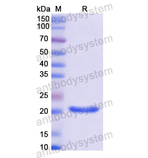 Recombinant Human LIF, N-His