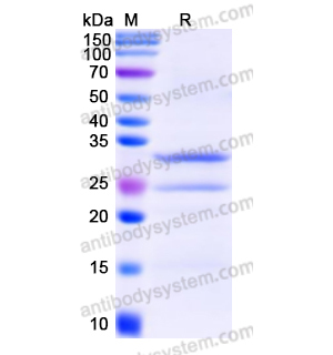 Recombinant Human BRAF, N-His