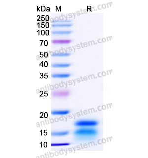 Recombinant Human AREG, N-His