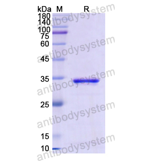 Recombinant Human CD46, N-His