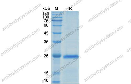 Recombinant Human VEGFA, C-His