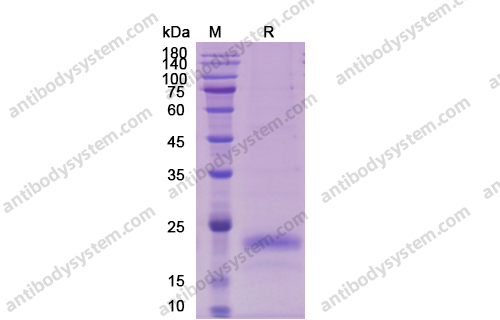 Recombinant Human VEGFA/VEGF165, C-His